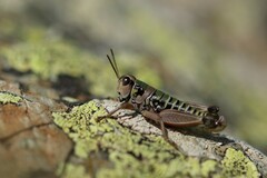 Cophopodisma pyrenaea