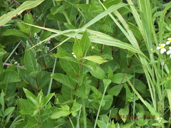 Cephalanthus occidentalis