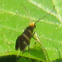 Micropterix ibericella