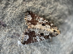 Condica