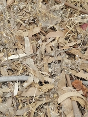 Pituophis catenifer catenifer