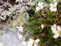 Cherleria biflora