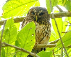 Strix virgata