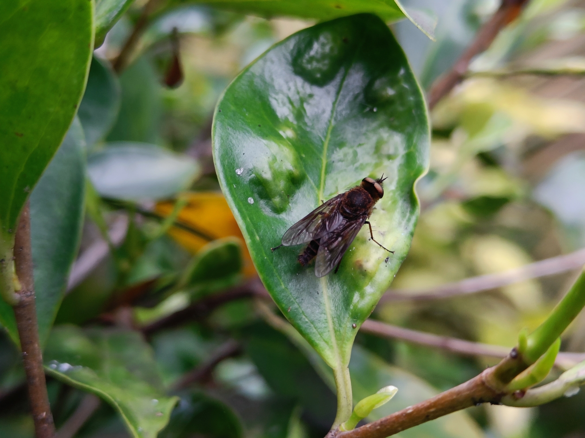 Thereva occulta