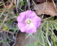 Ipomoea capillacea