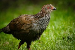 Dendrortyx leucophrys