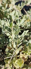 Atriplex confertifolia