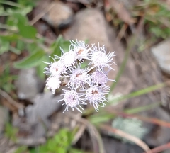 Ageratum