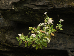 Hylotelephium telephioides