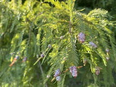 Taxodiomyia