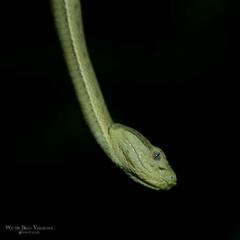 Bothriechis lateralis