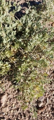 Atriplex confertifolia