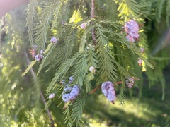Taxodiomyia