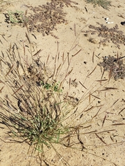 Bouteloua barbata barbata