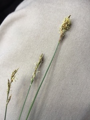 Carex spicata