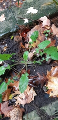 Youngia japonica
