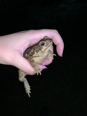 Rhinella horribilis