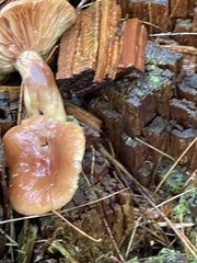 Lactarius vinaceorufescens