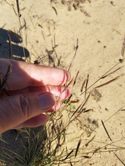 Bouteloua barbata barbata