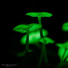 Mycena chlorophos