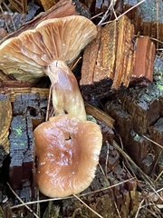 Lactarius vinaceorufescens