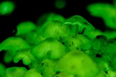 Mycena chlorophos