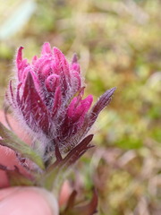 Castilleja