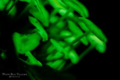 Mycena chlorophos