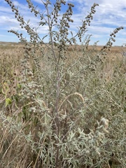 Artemisia absinthium