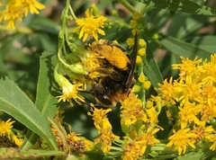 Svastra obliqua obliqua