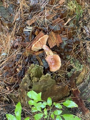 Lactarius vinaceorufescens