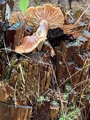 Lactarius vinaceorufescens