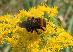 Svastra obliqua obliqua