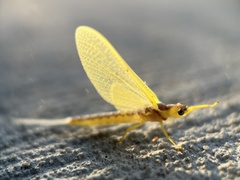 Ephemeridae