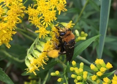 Svastra obliqua obliqua