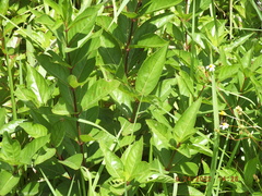 Cephalanthus occidentalis