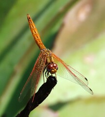 Trithemis kirbyi