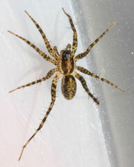 Pardosa pauxilla