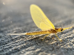 Ephemeridae