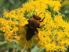 Svastra obliqua obliqua