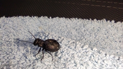 Meloe rugosus