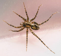 Pardosa pauxilla