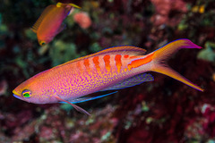 Pyronotanthias lori