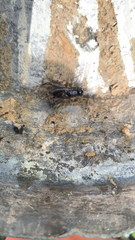 Velarifictorus micado