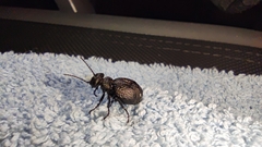 Meloe rugosus