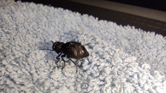 Meloe rugosus