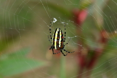 Alpaida grayi