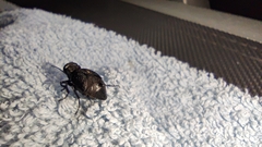 Meloe rugosus