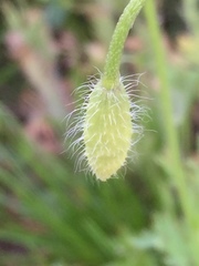 Papaver argemone