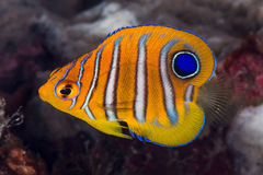 Pygoplites diacanthus